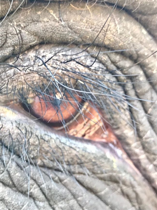 ジェシカのおめめ( Ꙭ)<br /><br />ぞう使いさんが撮ってくれました📷<br /><br />素人ではなかなか撮ろうと思わない所を、ジェシカとの思い出として写真にしてくれた、ぞう使いさんはプロフェッショナルです(｡•̀ᴗ-)و ̑̑nice✧