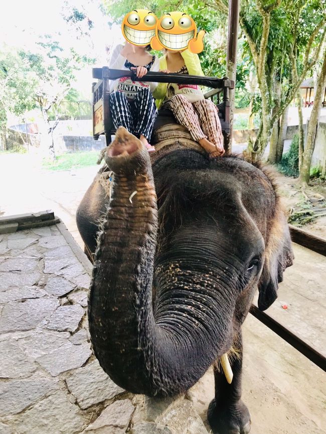 30分のお散歩は楽しくて意外とあっという間でしたꉂꉂ"̮˖笑"̮˖<br /><br />ここで終点～ジェシカともお別れᐠ( ᐪᐤᐪ )ᐟ<br /><br />最後も賢いジェシカはパオーンしてくれました🐘