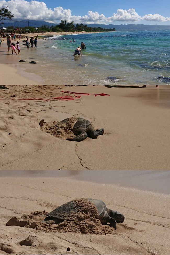 次は亀ビーチ<br />（どこのビーチで降ろしてもらったか？？？）<br />