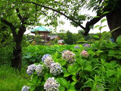 上野に用事があって来たついでに不忍池へ。