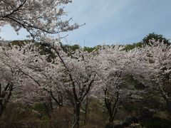 近くのドライブインの桜が、とてもきれいに咲いていたので寄り道。