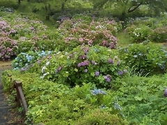 途中　色麻町で小高い丘に咲くあじさいを発見
登ってみます