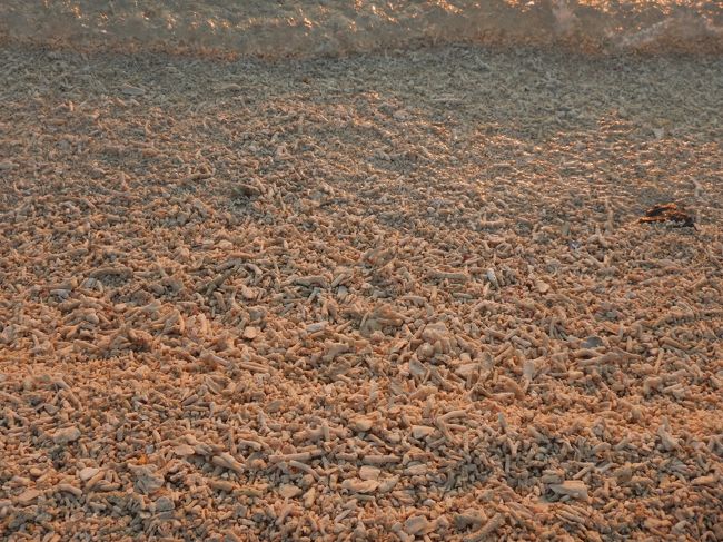 砂と言うより珊瑚と貝殻。<br />シャラシャラシャラと波が揺すってます。