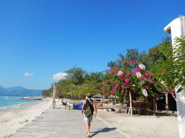 立派なブーゲンビリア！