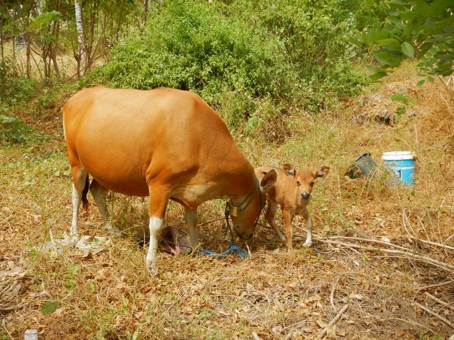 ホテルへ戻る道の光景。