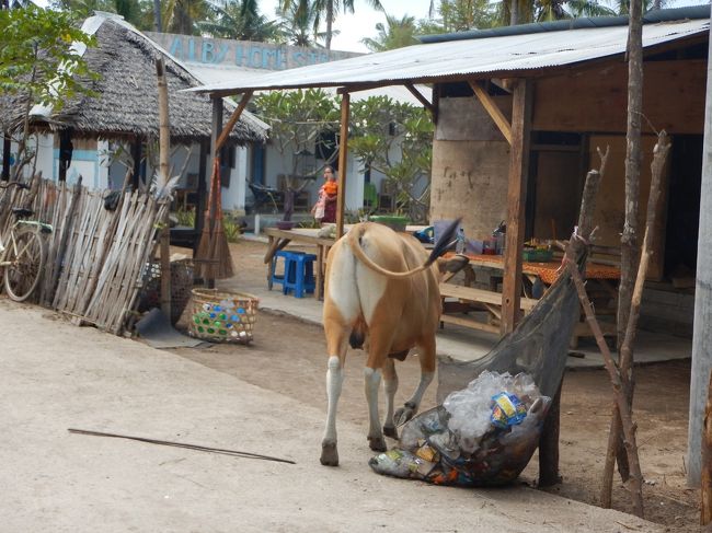 自分家に帰っていく牛。