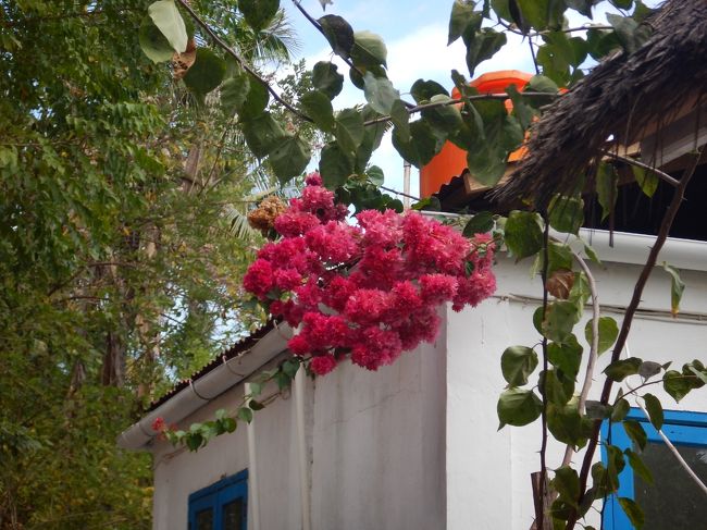 変わり咲きっぽいブーゲンビリア。<br />お部屋でシャワー浴びてダラダラ。<br />でもお腹が空いて結局またジャランジャラン。