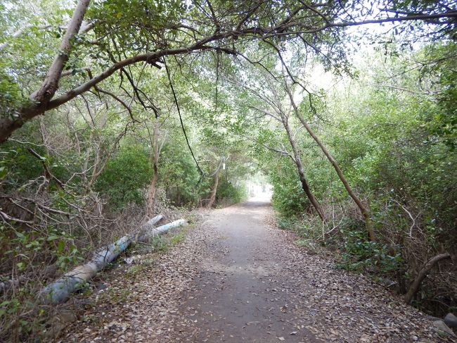 次は島内の道を選んでみました。<br />森のトンネルの光の向こうには的な雰囲気がツボ。