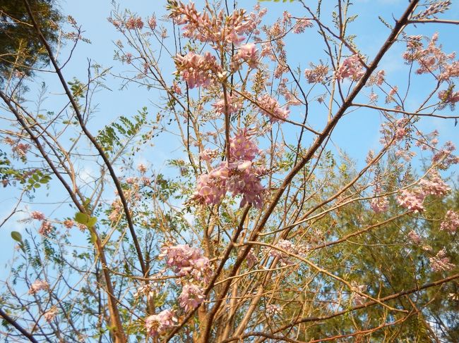 さっきの距離とは比べ物にならないくらい近道で、すぐヴィラに到着。<br />ちょっとお昼寝タイム。