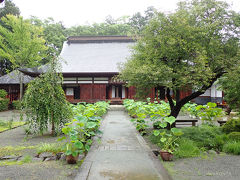 蓮が鉢植えされていました。