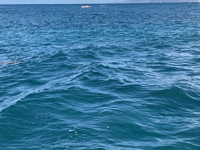 航行中キャプテンから亀さんいた！とみつけてくれてカメを見る事はできましたが、スマホを向けるとほぼ撮れず(＞＜)<br />この画像も左の中ほどにかすかに写ってるだけでした。