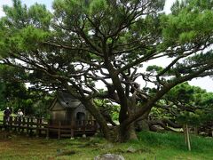 五枝の松は琉球松の名木で、推定樹齢250年といわれる。高さ6ｍ、幹の周りが約4.3ｍ、枝が地面を覆う面積が250㎡にもなり、縦に伸びず、根元付近から枝分かれし重さのために枝は地面を這いながら伸びている。巨大な盆栽にたとえられ、琉歌にその美しさが歌われている。