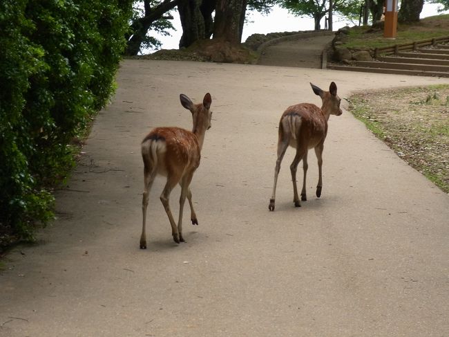 時々立ち止まって振り返って。案内してくれているみたいでかわいかったです。<br /><br />「案内したるわ。こっちやで。」