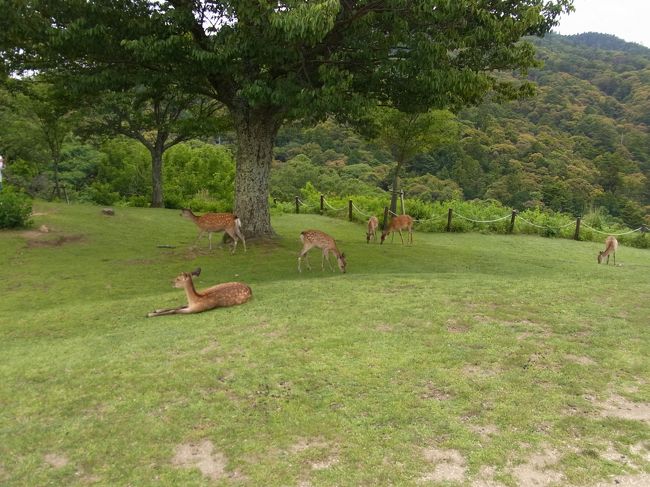 鹿さんもたくさんいましたが、意外と人もたくさんいましたので<br />すぐに退散。<br /><br />次は全コース走ってみたいなあ。