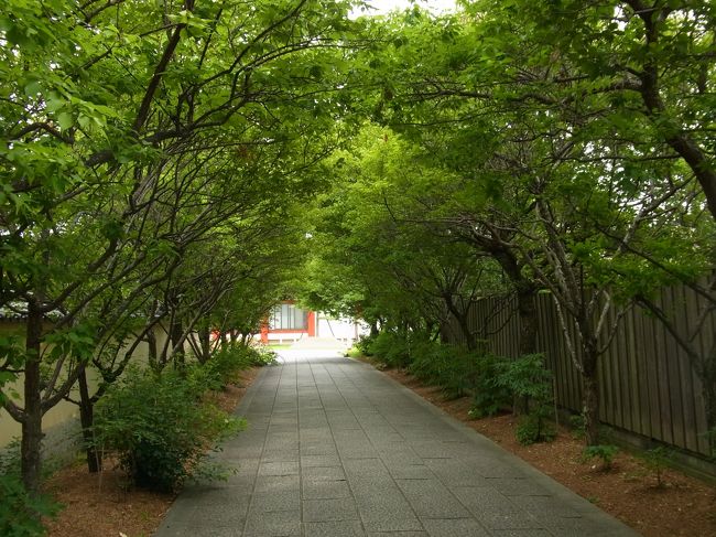 時間が余ってしまったのでどこへ行こうか悩んでいるうちに薬師寺に<br />来ました。<br /><br />春に来たときは桜が満開でしたが、今は新緑がきれい。