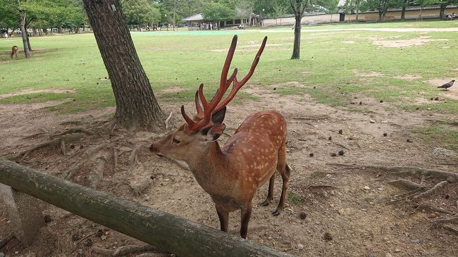 東大寺の敷地以外にも結構いるのね、鹿さんたち。<br /><br />海外から来られたらしい観光客はかなりテンションあがって一緒に写真とったり撫でたりしていましたが、そんなに動物好きではない私はただ見たり写真とったり(笑)