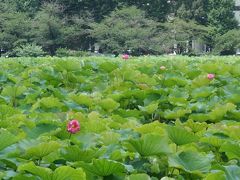 不忍池に到着。
少ない。