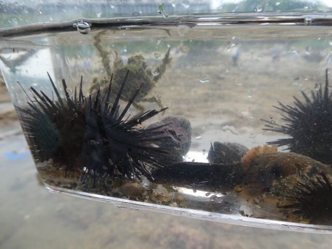 内房の海と旬の枇杷狩り19 金谷で磯遊びと海の幸 富津 千葉県 の旅行記 ブログ By としさん フォートラベル