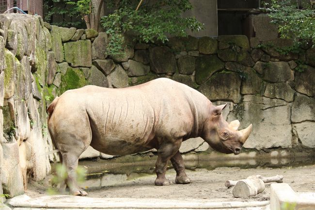 三国志展と上野動物園 上野 御徒町 東京 の旅行記 ブログ By Tre Anelliさん フォートラベル 三国志展と上野動物園 上野 御徒町 東京 の旅行記 ブログ By Tre Anelliさん フォートラベル