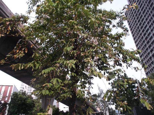 １６１８．紫の花が下がります。