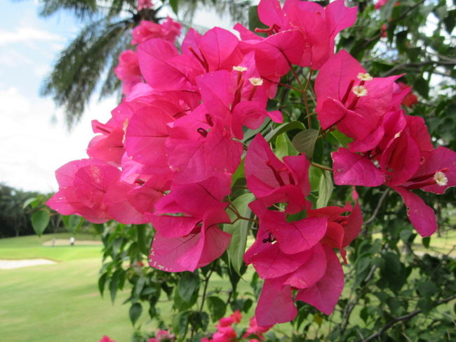 【Pattavia Century Golf Club】7月2回目晴天。<br />Golf Bar RETOX<br />グリーン費；500<br />キャディ費；350<br />歩きプレー<br />キャディTip;300<br />送迎費；350<br /><br />■コースの花は、プレーのいやしになります。<br />