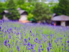 紫のラベンダーの花は一面に咲いていたけど、ちょっとまだ蕾が固い感じ。
もう少しすると、もっと花が開いて、一面紫色に染まるのかな。
それでも、なかなか綺麗でした！