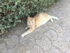 「猫がたくさんいる公園」として有名な「インディペンデンスガーデン」。