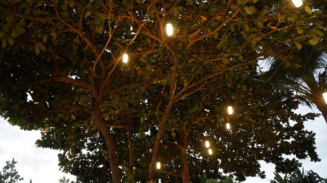 木々に装飾されているライトも点灯し始めます。