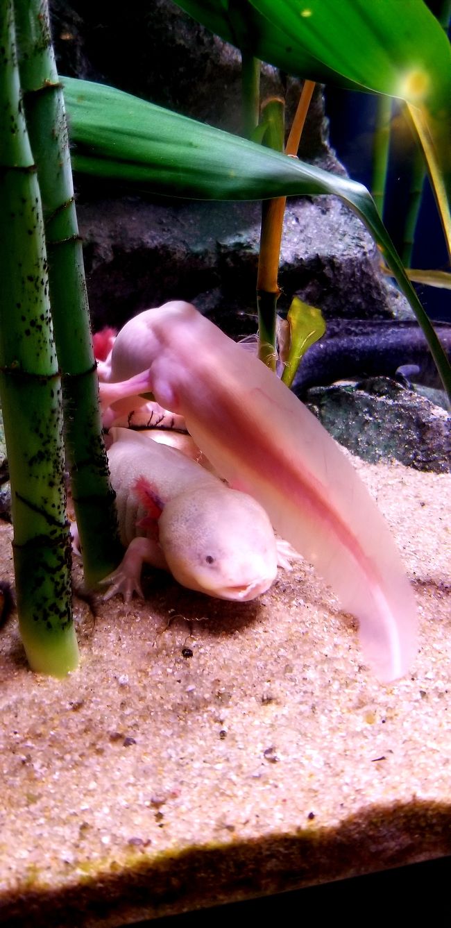 水族館に行こうシリーズ アクアプラネット63 19 07 ソウル ソウル 韓国 の旅行記 ブログ By Jioさん フォートラベル 水族館に行こうシリーズ アクアプラネット63 19 07 ソウル ソウル 韓国 の旅行記 ブログ By Jioさん フォートラベル