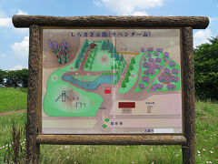 以前たまたま通りかかって、こんなところにラベンダーが…
と気になっていたけど、正確な場所を覚えておらず
なんとなく心の隅にひっかかっていた埼玉のラベンダー。
やっぱネットは便利ね。
検索したら久喜市だと判明。
私が見たのは市役所の近くの花壇だったけど
公園がメインのようで、行ってみました。