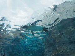 次はぺんぎん館。

頭の上をペンギンが泳いでいきます。
飛んでるみたい。