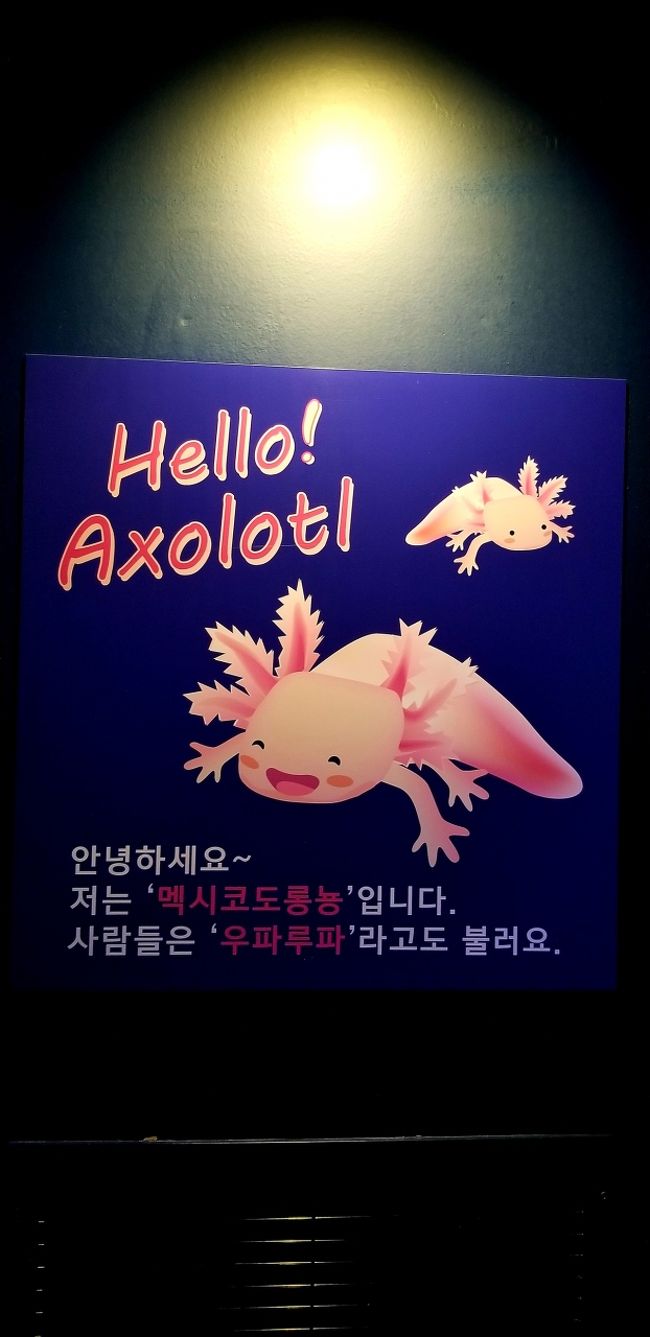 水族館に行こうシリーズ Coexアクアリウム ソウル 19 07 ソウル 韓国 の旅行記 ブログ By Jioさん フォートラベル 水族館に行こうシリーズ Coexアクアリウム ソウル 19 07 ソウル 韓国 の旅行記 ブログ By Jioさん フォートラベル