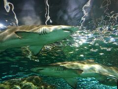 コカトゥー島をあとにしてやってきたのは、SEA LIFE 水族館。
フェリーでダーリングハーバーに到着すると、すぐ近くに、SEA LIFE SYDNEY という水族館と、WILD LIFE SYDNEY という動物園が有ります。
せっかくなので、まずは、水族館へ入ってみることに。
水槽のトンネルの上にサメさんたちが悠々と泳いでいます。