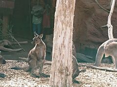 お隣のWILD LIFE SYDNEY へやって来ました。
オーストラリアと言えば　のカンガルーです。
ココは、開閉可能な柵を開けて入ってくると、カンガルーを間近に触れ合うことができます。