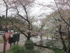 北陸鉄道の定期観光バスは桜満開の道を金沢の兼六園に向けて走ります。