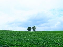 セブンスターの木から１０分ほどで親子の木へ。
途中、道に迷ってしまいました。スマホナビに従うと、獣道を案内されますが、素直に従って進むとちゃんと到着しました。