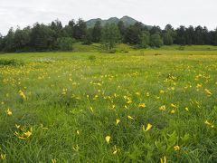 ひろがるニッコウキスゲの黄色の絨毯！！満開です！！！燧ケ岳とニッコウキスゲ