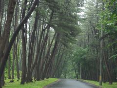 先程の看板に書いてあったクロマツの保安林がこれなんですね。かつては砂地だったところにこんなに立派な林になって……。昭和19年となると今から、えっと……100年弱も昔になるのか。
同時に、三陸沖地震で何度も被害を受けてきた地域なんですね。勉強になりました。