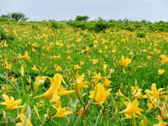 毎年 7月になると
ノゾリキスゲとも呼ばれるニッコウキスゲで
辺り一面 黄色の野原♪