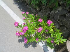 東筋
道ばたにきれいな花が咲いていた