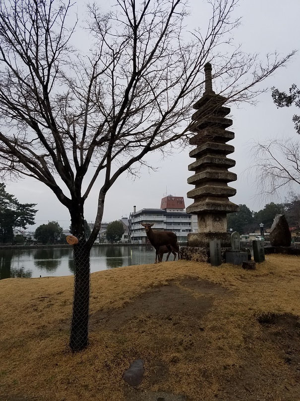 猿沢池の九重塔と鹿
