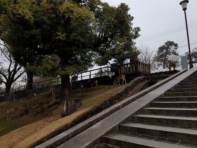 階段脇にも鹿
