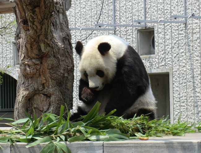 タンタンに会いに 王子動物園へｇｏ 神戸 兵庫県 の旅行記 ブログ By りゅーちゃんさん フォートラベル