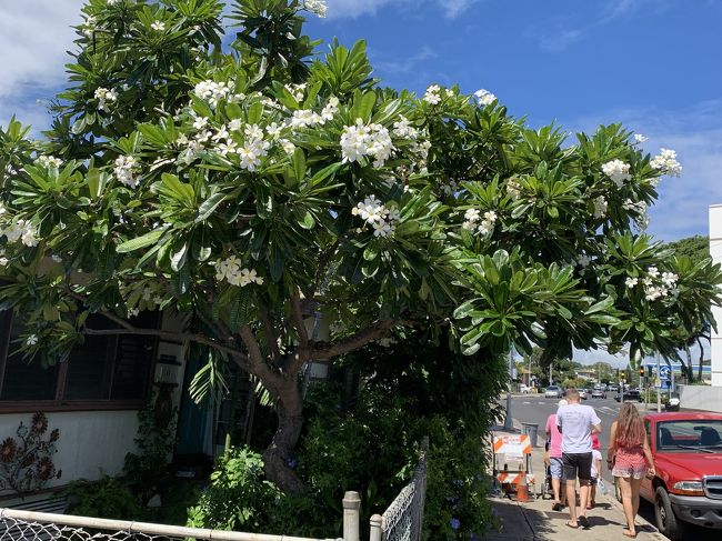 モンサラット通りをワイキキビーチ方向に進みます。ブルメリアが綺麗に咲いてます。