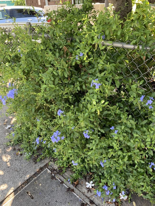 こんな花も咲いてました。<br />15分くらいで、アストンワイキキビーチホテルまできました。結構暑かった！<br />ここからトローリーに乗って帰りました。<br />