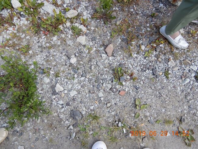 リーガル・プリンセス号　バルト海周遊クルーズ<br />エストニア・タリン港