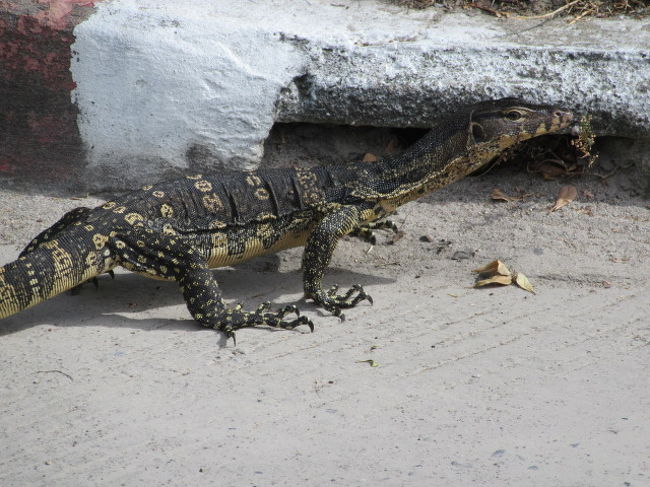 □Rayong Green Valley Country Club...２回目<br />コース内の愛嬌動物君。