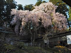 瑞巌寺内は撮影禁止ですが、お庭はOK・・・見事なしだれ桜が咲いていました。