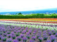 まずは、富良野の一番有名なファーム富良野へやってきました。
ファーム富良野のＨＰのページを見ると、タクシー５分又は徒歩２５分と書いてあったので、徒歩で行くつもりだったのですが、直前に富良野町のＨＰを見たら、７月１日7から７月３１日の間、中富良野駅とファーム富田、町営ラベンダー園の三か所を２０分起きで乗り合いタクシーがグルグル回ると載っていたので、これだ！と思って、最大限利用しました。１回２００円ととてもお得。
やはり、情報は随時更新されるので、直近の情報の入手が重要ですね。