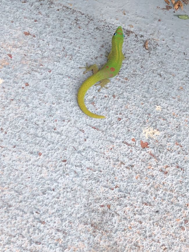 街でこんな可愛いトカゲが！！<br />オアフでは見たこと無いけど、こっちにはすごくいっぱいいました。